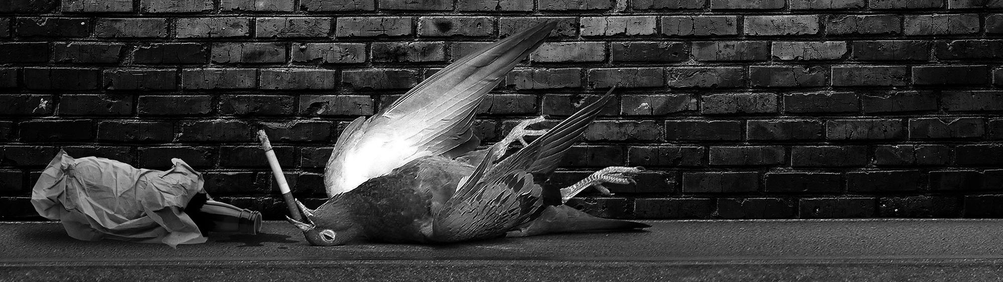 Connect Netzole connect-netzole